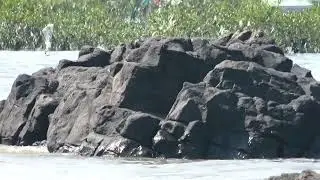 'Mangrove in Manori creek' Manori, Mumbai.