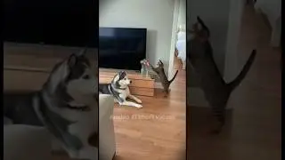 Crazy Pets of the USA: Funniest Animal Antics Ever #shorts #viral #animal #USA