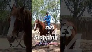 3 Cues 4 the #Stop ~ using your #whoa & #bodycontrol #riding #horses #fyp #horseshorts #horsevideo
