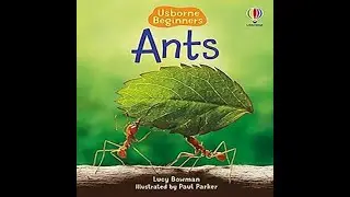 Usborne Ants by Lucy Bowman