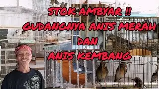 STOK AMBYAR !! Gudangnya anis merah dan anis kembang harga murmer