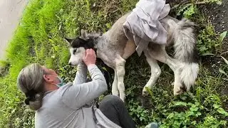 Husky Dog Was Found When He Gave Up All In The Deep Forest & The End of Great Efforts