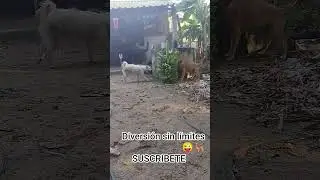 🎢 Diversi&oacute;n sin l&iacute;mites 😜🐕&zwj;🦺 #perro #animals #dogs #dog