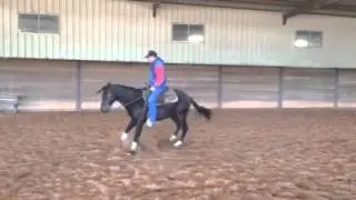 SOLD Mega Rango - 3 yr old gelding For Sale