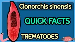 Clonorchis sinensis - Quick Facts | MedTech Review