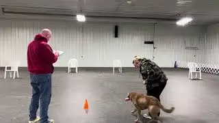 Sand spring Chesapeakes slammer second AKC fetch novice test