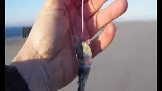 P&ecirc;che aux turbots en surfcasting sur le cap ferret