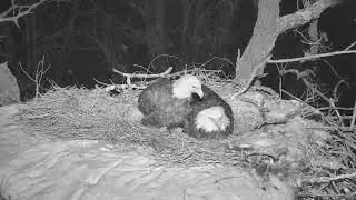 Decorah North Eagles Early Am Owl Visit&Mr Stays By DNF Side 3/8/19