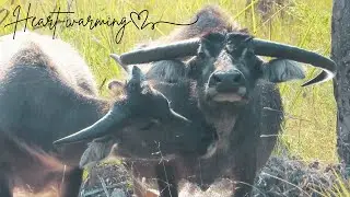 Young Water Buffalo Nuzzles Protective Mother With Affection | Beautiful and Heart-Warming | Outback