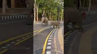 Baby elephant chasing dog 😮