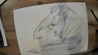 Drawalong with Pip - Tapir