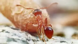 Red ant - reverse macro technique - blackmagic design