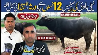 Nili Ravi Champion Breeder Bull Sanda🐃 | Home of World's High Milking Buffaloes | Beautiful Farm ✨