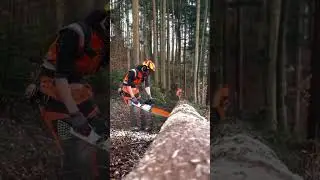 Skill Penebang #PenebangKayu #Logging #SkillPenebang #pohonbesar#Shortsfeed