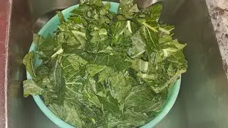 Harvesting collards 