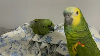 No creerás como Vicky ataco a Keity porq no quiere que toque a Jaco/loro celoso/perdimos a Vicky