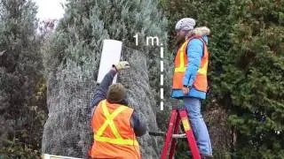 Utilisation s&eacute;curitaire d'un escabeau