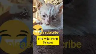 #cat #funny #comedyvideos #sonic #sothebysjewels #funnySearch 