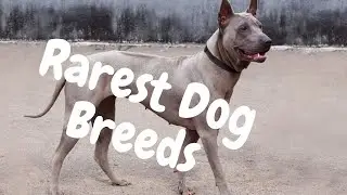 10 of the worlds Rarest Dog Breeds