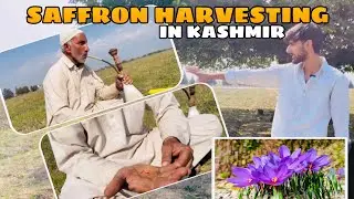 The Untold Story of Saffron Harvesting in Kashmir 🌸