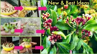3 New & Best Ideas: How to grow clove spice plants from seeds| Growing Clove Plant| Laung ki kheti
