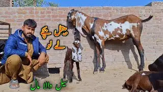 Baby Goats Looking For New Home - Ashraf Gujjar Goat Farm
