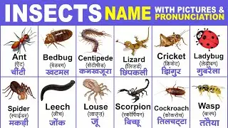 Insects name with spelling | insects name with picture | insects name hindi and english