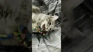 PRETTY GRR by RayonBase (Preview Video)