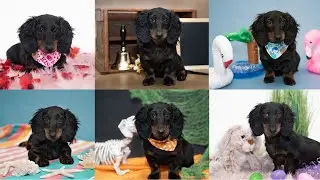 Calendar Photoshoot With Stanley