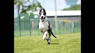 Introduction to Fast CAT: Engaging Dog Owners in the Exciting Sport