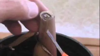 Indoor Banana plant care
