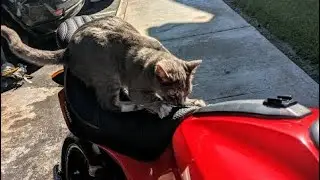 CAT PROOF SEAT COVERS FOR ALL BIKES AND MOPEDS / SCRATCH PROOF / WATER PROOF / ANTISLIP.
