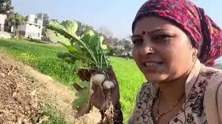 संडे का काम #धनिये की क्यारी #bilaspuriculture #villagelife 👍