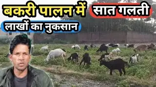 These seven mistakes in goat rearing can cause loss of lakhs. How to start a good farming business