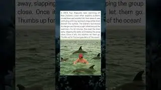 Dolphins Save Swimmers From White Shark