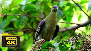 CINNAMON-HEADED GREEN PIGEON | BIRDS OF BORNEO | YCLEE PHOTOGRAPHY