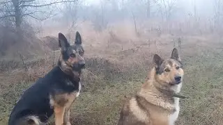 Games in the Fog - Casey and Lazy Luke