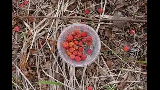 Making Kousa Dogwood Berry Spirits ヤマボウシの酒作り フォレージャージャパン