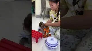All Cutest Behaved Joe So Smart Carry Plates To Mom Prepared Snack To Eat #monkey #animal #anime