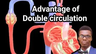 GCSE》Organisation 》advantage of Double circulation