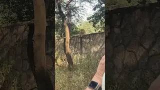 RANA was spotted sitting on the wall #bigcats #wildlifeshorts #jhalana #leopardsighting #junglestay