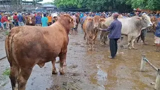 DOLAN PASAR 2 ‼️ HARGA MURAH BARANG BANYAK FULL SAPI SUPER || PASAR SAPI TUBAN JAWA TIMUR ||