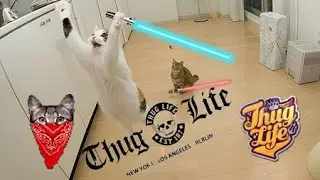Funny Animals Thug Life Videos