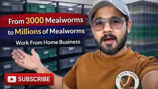 From 3000 Mealworms to Millions | Mealworm Farming Business at Home | M.Haidri Mealworm Farming