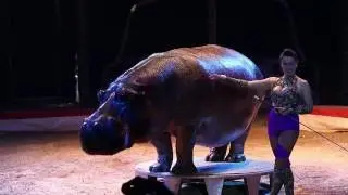 Circus Voyage Programm 2016