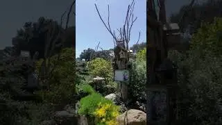san francisco zoo & gardens!