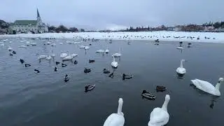 The Swans vs. Reykjavik - February 15, 2024 - Tj&ouml;rnin Lagoon - Reykjavik, Iceland