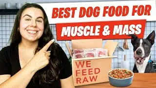 Best Dog Food to Gain Weight and Muscle | Healthy Options for Stronger Dogs