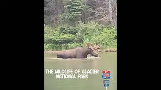 The wildlife of Glacier National Park.