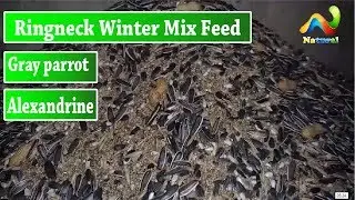 Ringneck,Alexandrine Gray parrot Winter Mix Feed | Urdu/Hindi
